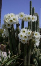 ?️1 Vasetto TRICHO SPACHIANUS Fiore Bianco Cereus Crescita Rapida ??+ Omaggio