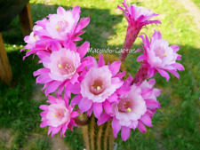 "OTTO SCHULTZ" Akersia Hybride