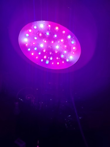 135watt led growlight perfect - 135watt,