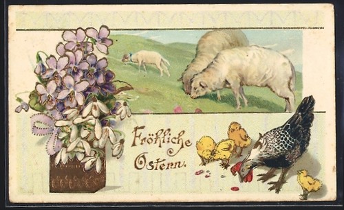 Agnelli pascolo gallina - pascolo,,