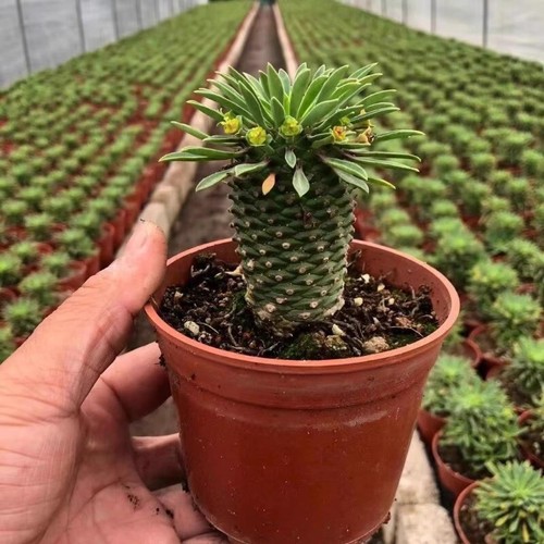 Pianta cactus succulenta - pianta, di