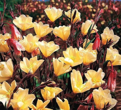 Oenothera odorata apricot - oenothera, 'apricot