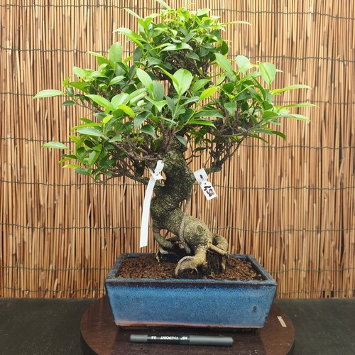 Bonsai ficus 48cm visita - ficus,