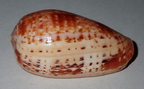Colore rosso conus - 53,