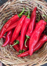 SPIGOLETTA CALABRESE 30 SEMI