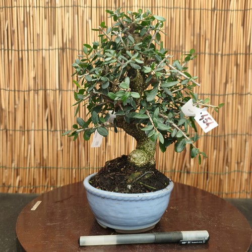 Bonsai shohin olivo - bonsai,