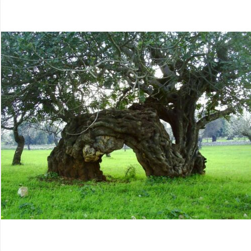 Carrubo ceratonia siliqua - carrubo,