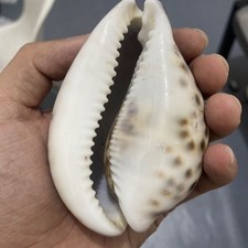 Esemplare di conchiglia