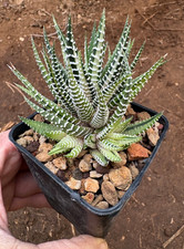 HAWORTHIA FASCIATA VARIEGATA -