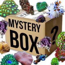 ✅SPECIALE Promo Box M Coralli Invertebrati Acquario Marino Box Sorpresa Rarità