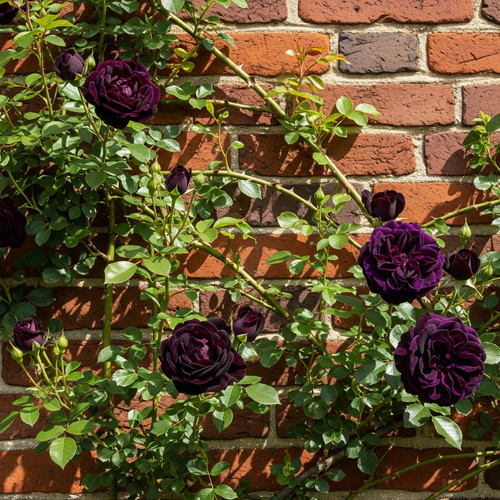 Rosa rampicante porpora - rampicante,