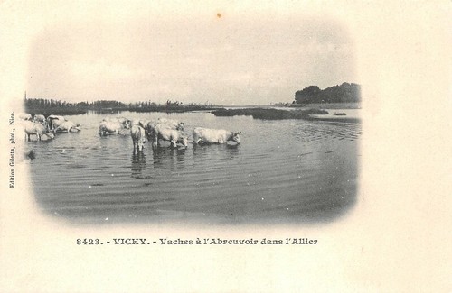 Vichy mucche a - vichy,