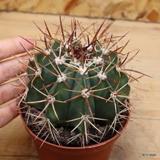 Melocactus axinophorus Vaso 10