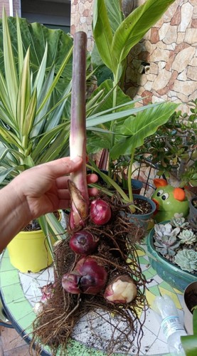 Rizoma canna musaefolia - rizoma,