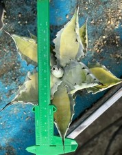 Raro Cactus Agave Colorata