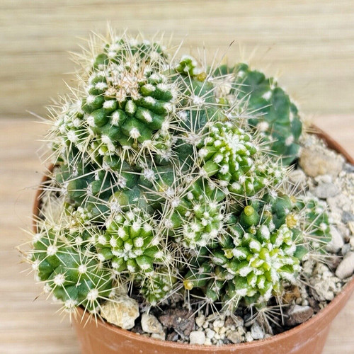 Ferocactus mostruoso pot - ferocactus,