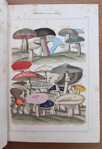 Nuova enciclopedia popolare - nuova,