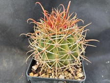 FEROCACTUS CHRYSACANTHUS ORANGE SPINE CACTUS PIANTE GRASSE AGAVE SUCCULENTE 101