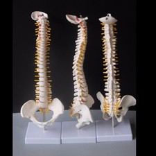 Colonna vertebrale umana con