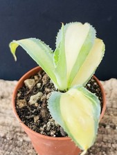 Agave Potatorum "Miyake"