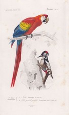 Scharlachara ara macao - ara,