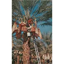 Cartolina Data Raccolta