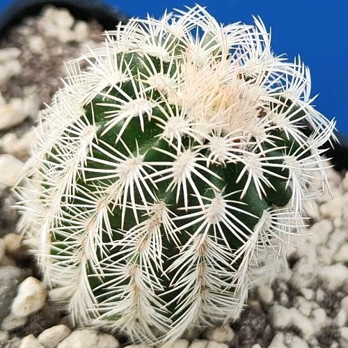 Echinocereus reichenbachii