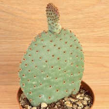 Opuntia basilaris  ,  pot 10
