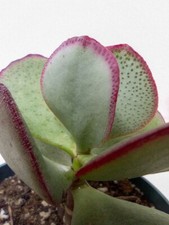Crassula arborescens bonsai - crassula,