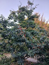 Photinia beauverdiana 20 - beauverdiana, (20