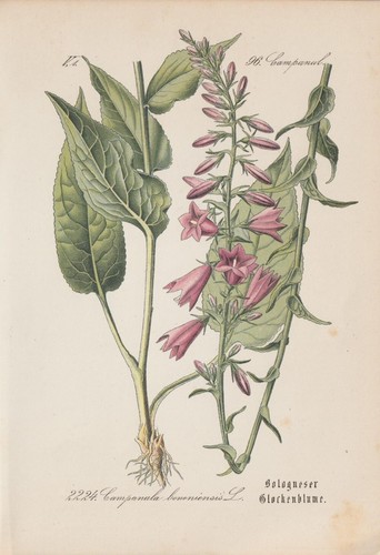 Campanula bolognese - campanula,