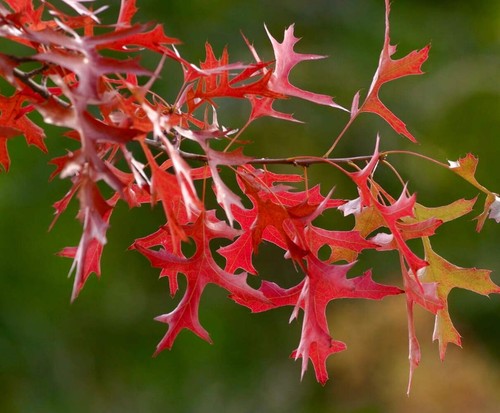 Quercus texana quercia - quercus,
