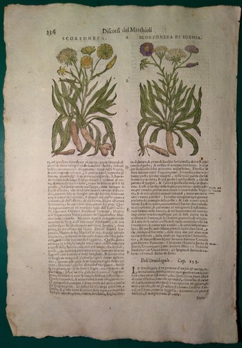 Stampa antica erbario mattioli - erbario,