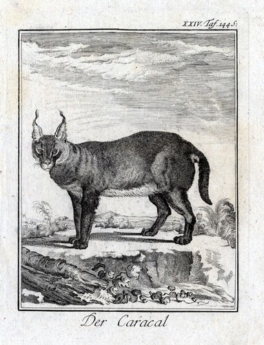 Antique print der - antique, caracal-a