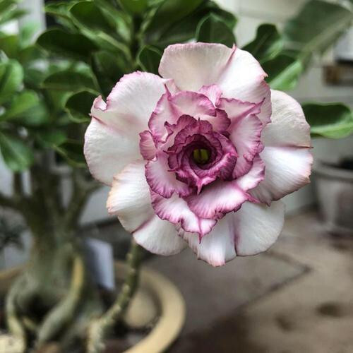 Semi adenium obesum - adenium,