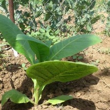 Tobacco eastern oriental - tobacco,