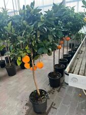 Agrumi Arancio Vaniglia Pianta