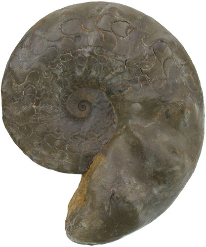 Trias discoceratites weyeri - trias,
