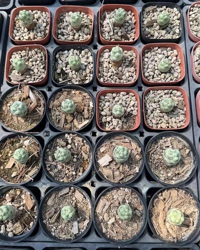 2pcs rara pianta succulenta - pianta,