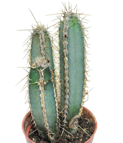 Cereus forbesii vaso 5 - , Ø