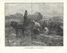 Stampa antica VENDEMMIA IN CAMPAGNA uva contadini 1891 Antique print