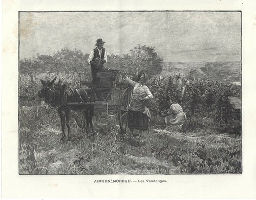 Stampa antica vendemmia - stampa, in