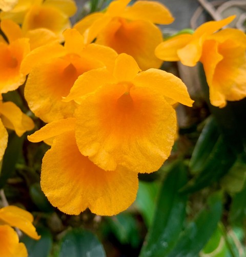 Dendrobium golden rain - dendrobium, rain'