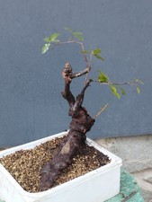 Pre-Bonsai Di Leccio 40x32cm