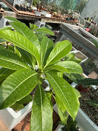 Pachypodium sofiense h40 - pachypodium,