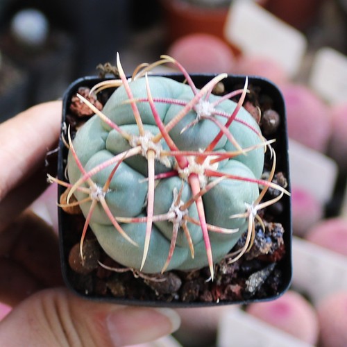 Pianta cactus succulenta - di,