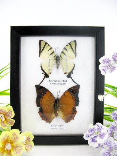 Farfalle vere imbottite - farfalle,