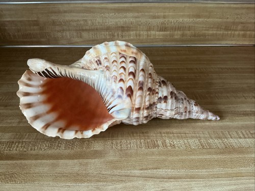 Tromba tritone tritonis - di,
