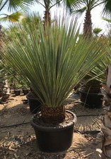 Dasylirion Serratofolium (in