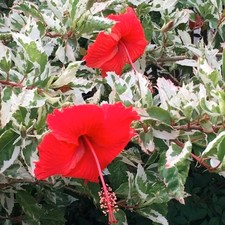 Pianta Hibiscus Rosa-Sinensis